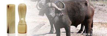 オランダ水牛 [牛角・ナチュラル]