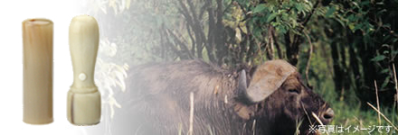 オランダ水牛 [牛角・色上]